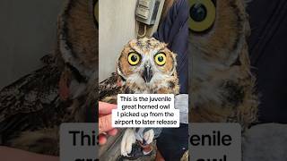 Owl release