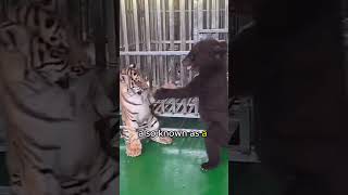 A Formosan Black Bear Cub Roughing It Up With A Tiger Cub 🐻🐯 #shorts #wholesome #viral