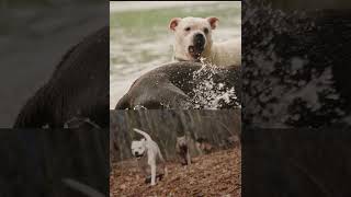 Cane Corso vs Pitbull. Which breed is better?