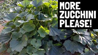 How to Prune Zucchini + 3 Reasons WHY You Should Prune