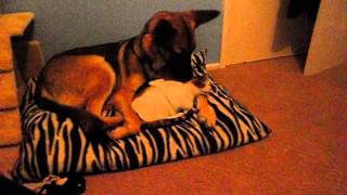 Cat cuddles German Shepherd