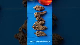 Yarsagumba | Himalayan Viagra | Bikuma | Best of Himalayan Herbs #youtubeshorts #viral #shorts