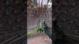 Pesona burung merak