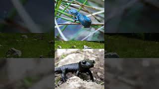 The alpine salamander: a black beauty🖤