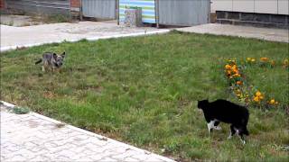 Cat versus Dog faceoff in Russia