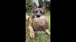 German Shepherd gets a surprise package