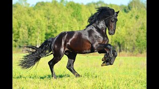 Top 10 Most Popular Horse Breeds In The World