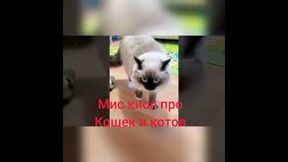 ютуберы которые снимают кошек и котов