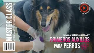 Aprenda primeros auxilios para Perros