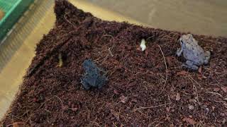 The Baby American Toads Eating!