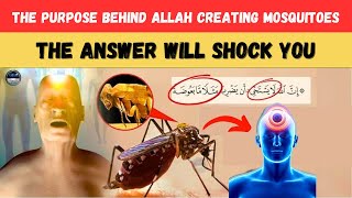 Why Did Allah Create Mosquitoes? Unveiling the Miracle in the Quran