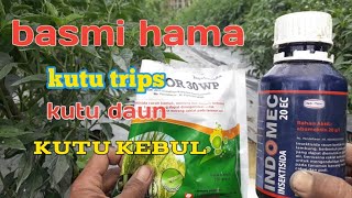 Mix Insektisida yg joss Membasmi Hama pd tanaman Cabai