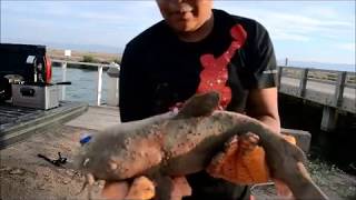 "CATCH AND COOK"   CATFISH WITH JR