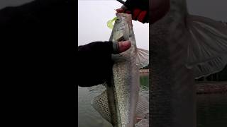 Он там есть я знаю!!! #fishing  #рыбалка #судак