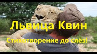 ЛЬВИЦА КВИН. Стихи читает автор Мария Шадрина. Невероятная история! #львицаквин #марияшадрина