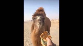 Camels have an excellent sense of smell.