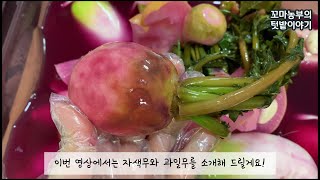 안토시아닌이 풍부한 자색무와 과일무 심어 동치미 만들었어요!! How to grow purple radish