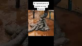 мем из тик тока #мемы #юмор #шутка #прикол #ржака #смех #