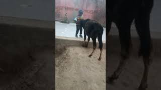 Ek chote bache ka pyar || animals lover || dhannikk