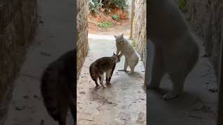 Super funny cats videos compilation .will make you LAUGH EXTREMELY HARD😂😂 #shorts #animals #cat 🆕️👋