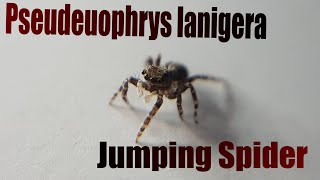 My Jumping Spider! - Pseudeuophrys lanigera