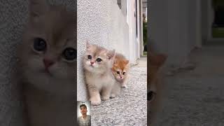 A beautiful cats kitten #cutelitten#ytshort#aishort#tranding