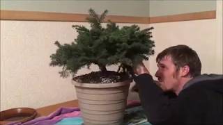 Norway Spruce Bonsai - Bird's Nest or Dwarf Spruce Bonsai