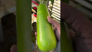 Harvesting bottle gourd #trending #organicvegtables #youtubeshorts #youtubeislife #ashgourd