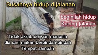 Cats lovers...Beginilah kehidupan kucing jalanan mencari makan | Happy ending |