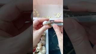 Garlic peeling artifact #farming