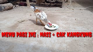 MENU AYAM HARI INI : NASI + CAK KANGKUNG, DI BUAT SPESIAL