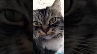 Откладывайте по лимону в месяц .#cat #юмор #кот #прикол #мечта #деньги