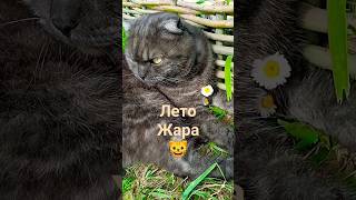 🐱 #лето #жара #сад #кот#shortvideo