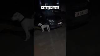 First Time My Pitbull Terrier Going Without Leash || @MrsPitbull