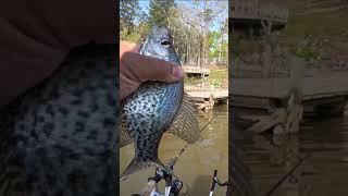 CRAPPIE FISHING | We Almost Just DOUBLED Up! #shorts #fishing