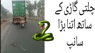 Snake with heavy duty vehical || Truly dangerous bike riding || Heavy duty container || Snake #road