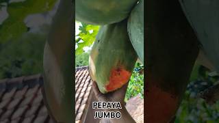 pepaya jumbo #shortsvideo