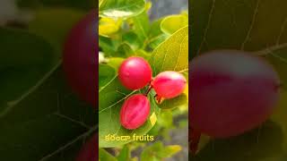 #కరండా fruits#youtube shorts