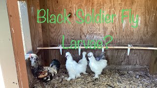 Black soldier fly larvae? #grubterra #chickens #homesteading #permaculture #foodsecurity #prepping