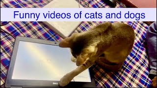 Funny videos about cats and dogs | cat videos for cats to watch