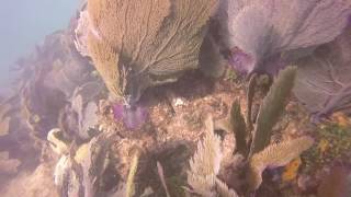 Key Largo Dive 1 pt2