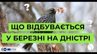 Весна повертається