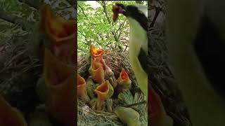 Long Talied bird feeding meat for the babies (p1)#viral #shorts #shorts feed #trending