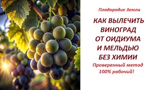 Оидиум и Мильдью на винограде вылечиваются БАРМАТУХОЙ №571/24