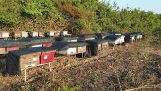 Rainforest--Beekeeping