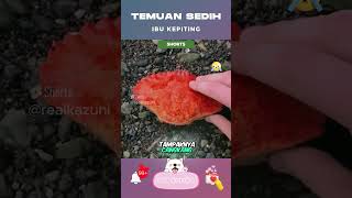 🦀 Temuan Sedih Ibu Kepiting 😢