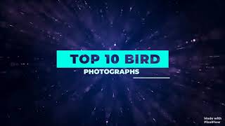 Top 10 beautiful birds Photography