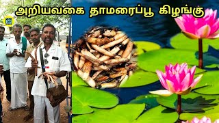 சித்தர்களால் கண்டுபிடிக்கப்பட்ட அறியவகை தாமரை கிழங்கு | விருத்தாசலம் விதைத்திருவிழா