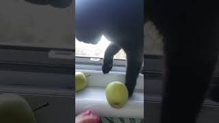 Black Cat  Tolik and apple