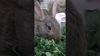 Familia de conejos comiendo alfalfa #rabbit #bunny #argentina #gigante de #flanders